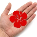 FRONT KWIATEK HIBISKUS FILCOWY CZERWONY 6x5,5cm